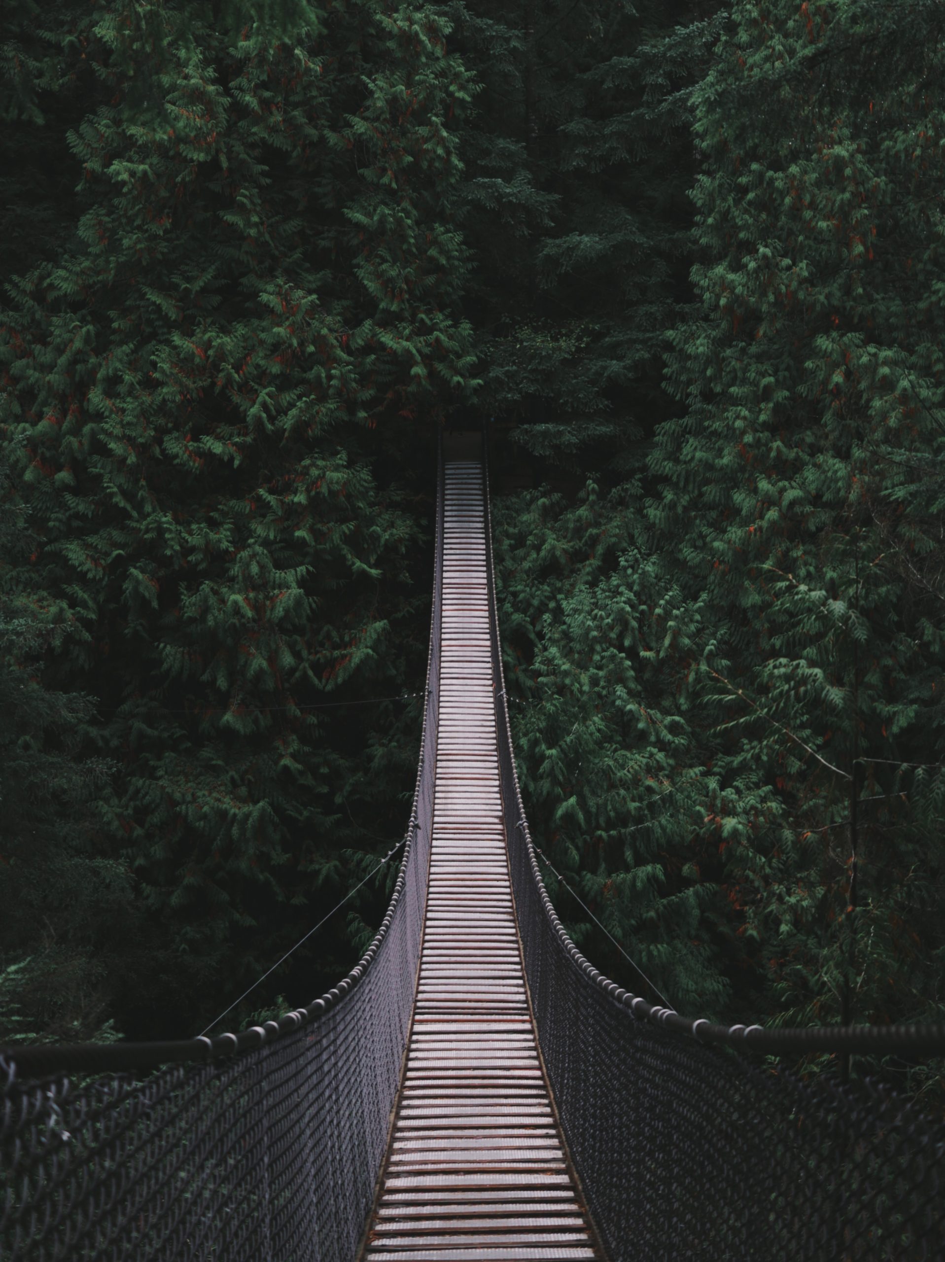 Rope bridge to green woods