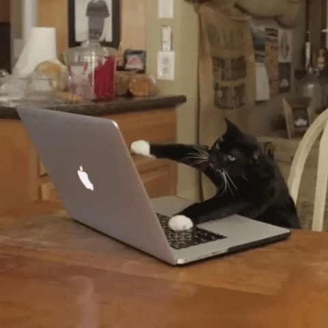 Cat working at laptop